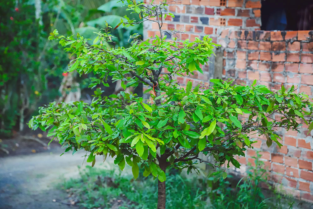 huyện hóc môn ngoại thành