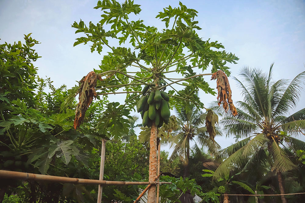 huyện hóc môn ngoại thành