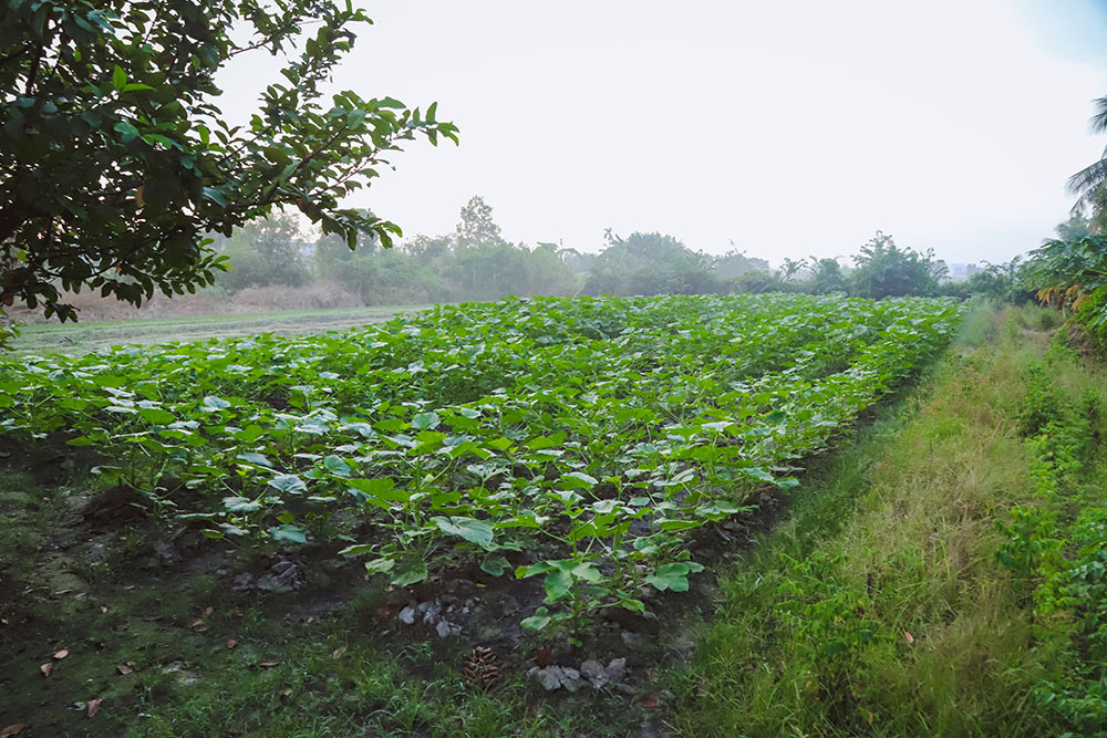 huyện hóc môn ngoại thành